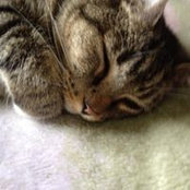 Lynne Gibson's photo