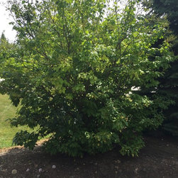 Misc. Trees - Products