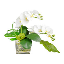 Orchid