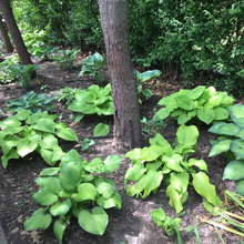 hostas