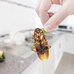 Pest Control Melbourne - Products