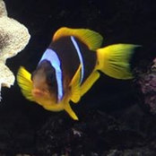 Ahmed Abdullah's photo