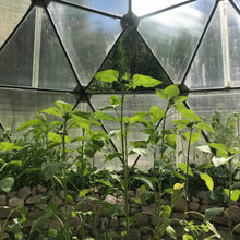 Samasati Labyrinth Garden