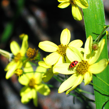 Grateful Lady Bug