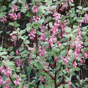 Ribes malvaceum