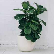 indoor plants