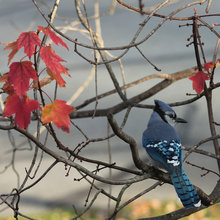 birds