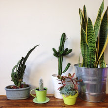 Succulents