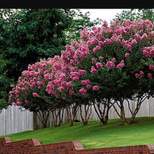 Specific Flowers, Trees, And Shrubs