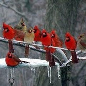 Gretchen Middleton's photo
