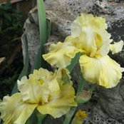 Iris Turner's photo