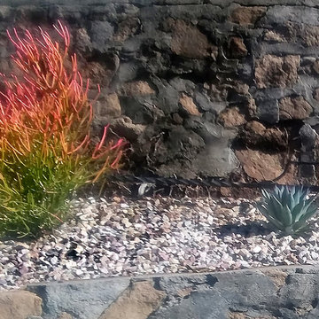 Gravel with Succulents