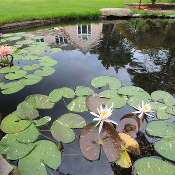 KOI POND