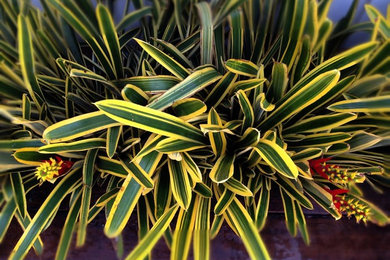 Inspiration for a landscaping in Los Angeles.