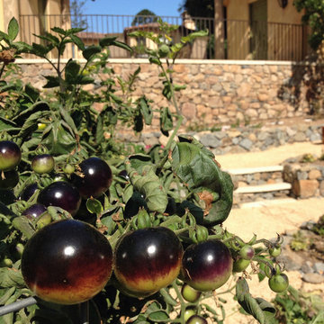 Vegetable Garden