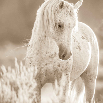 Wild At Heart