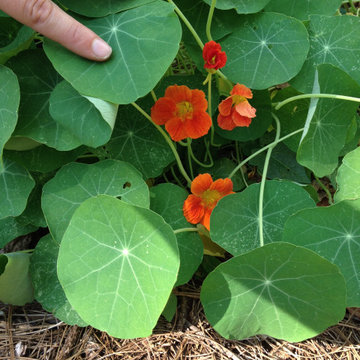 Kitchen gardens