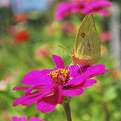Gena Schneider's photo
