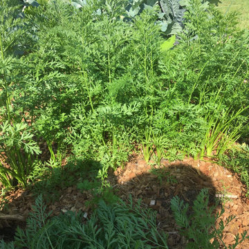 Community Gardens