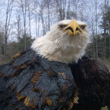 Eagles