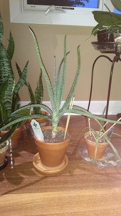 aloe plant growing weird, thinner leaves after 4 years | Houzz Forum