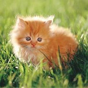 Leslie Boling's photo
