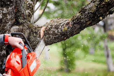 Tree Removal Adelaide | Tree Removal Services in Adelaide