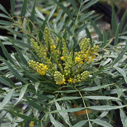 Current Featured Plants - Products
