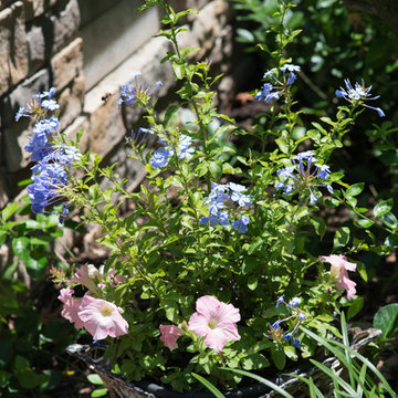 Decorative Pots