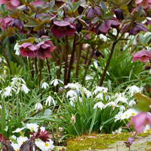Våren kommer! Blomstrande vårinspiration