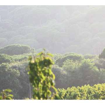 Mediterranean Woodland Garden Renovation, French Riviera