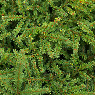Evergreen Foliage