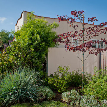 Eastern Redbud