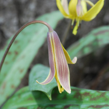 Yellow Trout Lily (Erythronium americanum)