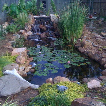 Ecosystem Ponds and Water Gardens By Continental Ponds