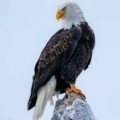 Cheri Sonia Charbonneau's photo