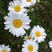 Foto von Mollie Taylor