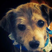Gina Schifano's photo
