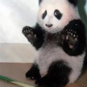Ching Chings foto