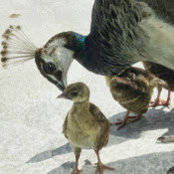 marla hoffman's photo