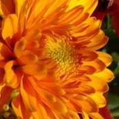 Susan McDermid's photo