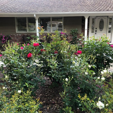 Front Yard Slow and Patient Remodel