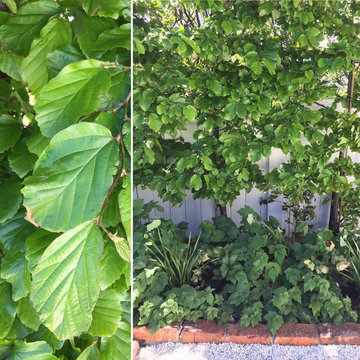 A selection | Mt Victoria, Roseneath, Seatoun, Northland, Wadestown, Ngaio ...