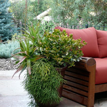 Plant and planting ideas
