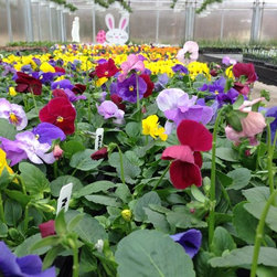 Cross Creek Nursery - Products