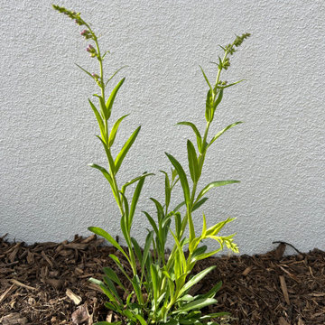 Baca Pollinator Garden