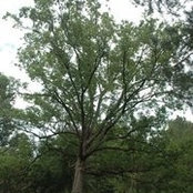 Kim Byrd's photo