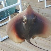 Judy Mitchell's photo
