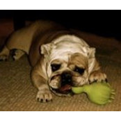 Sally Barone's photo