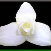 Lauris Roses foto